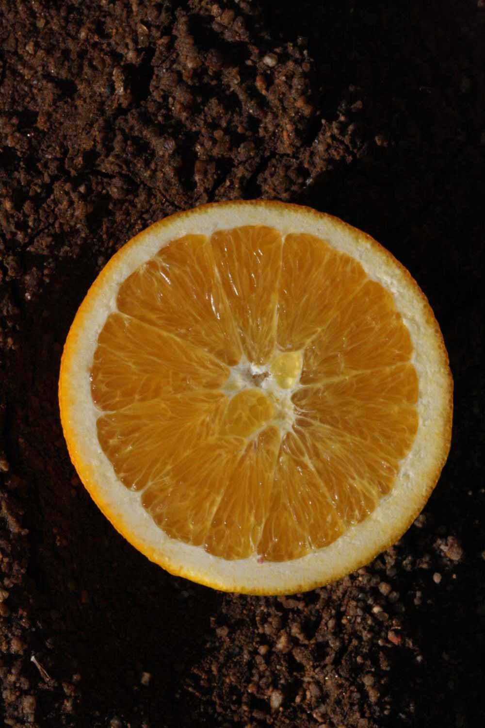              Fruit cross-section (Riverside, CA)       